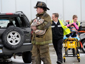 A firefigher holds a dog as emergency personnel responds to a multi-vehicle accident on Interstate 75 in Detroit, Thursday, Jan. 31, 2013. Snow squalls and slippery roads led to a series of accidents that left at least three people dead and 20 injured on a mile-long stretch of southbound I-75. More than two dozen vehicles, including tractor-trailers, were involved in the pileups. (AP Photo/The Detroit News, David Coates)