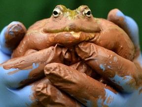 A zoo keeper holds a Bull frog during the annual stocktake at ZSL London Zoo in central London on January 3, 2013. ZSL London Zoo embarked on January 3 on their annual complete head-count of every animal at the zoo, which houses over 17,000 animals. (AFP PHOTO / BEN STANSALLBEN STANSALL/AFP/Getty Images)