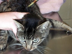 The Windsor-Essex County Humane Society tended to a wounded cat who was found on Gesto Road in Essex with an archery arrow in its back on Dec. 7, 2012. The wound appeared to be several days old and the arrow was later removed. (HANDOUT/The Windsor Star)