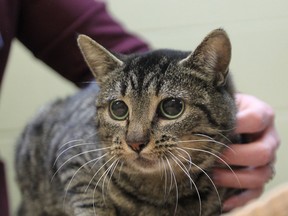 A cat named Fortune, recovers from injuries after an arrow was removed from the cat's body.  Fortune is up for adoption at the Windosr-Essex Humane Society.  (JASON KRYK/The Windsor Star)