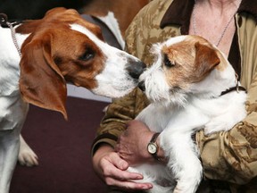 Tank,  left, the Treeing Walker Coonhound dog, 'Tank'  meets Russell Terrier dog 'Legs' at The Westminster Kennel Club 137th Annual Dog Show - Press Conference at Affinia on January 28, 2013 in New York City.  (Astrid Stawiarz/Getty Images)