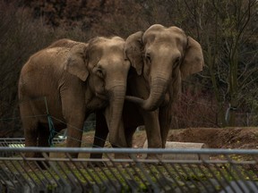 Baby and Nepal, two elephants suffering from tuberculosis, stand in their enclosure at the Parc de la Tete d'Or Zoo in Lyon, central France, Monday, Jan. 7, 2013. Sex symbol-turned-animal rights activist Brigitte Bardot is threatening to join actor Gerard Depardieu in Russian exile unless France halts the scheduled euthanasia of the two sick elephants. The 1960s screen diva says authorities have ignored her "numerous proposals" to save Baby and Nepal, a pair of 42-year-old elephants dying of tuberculosis at a Lyon zoo. (AP Photo/Laurent Cipriani)