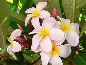 The beauty of a frangipani can be wiped out by scale insects if action is not taken immediately.