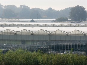 A file photo of greenhouses in the Kingsville area.