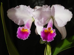 A Cattleya Trianae orchid. (Postmedia News files)