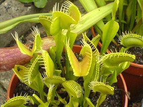 Venus flytraps grow the world over and have a unique way of trapping food.