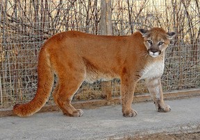A young cougar is seen in captivity in Kelowna, B.C., in this undated file photo.