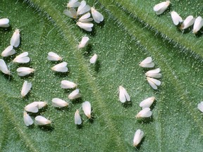 White flies can be eradicated using a couple of solutions, including sticky traps