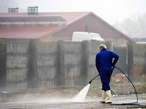 A worker cleans the area of a duck farm near Seelow, eastern Germany, Saturday, Feb. 16, 2013. Some 14,000 ducks are being slaughtered following a bird flu outbreak at the facility. (AP Photo/dpa, Patrick Pleul)