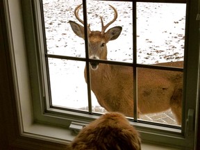 I wanted to share a photograph taken this past week at our home in Amherstburg on Bob-lo Island, also where our 12 year old Golden Retriever "Basil" resides. It just so happens, there is quite the population of wildlife on the island and we were able to capture a great moment with our dog, Basil, looking out the kitchen window into the eyes of the resident island "buck". Luckily for the buck, Basil's default response to everything is to stare and wag his tail - not the least bit threatening. Although it does make me wonder, what he might be thinking spotting this animal in "his" yard or vice versa. (Reader Photo/Special to The Star)