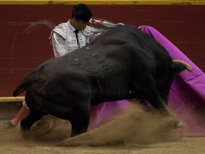 Colombian bullfighter Luis Bolivar performs during a bullfight at La Macarena bullring on February 2, 2013 in Medellin, Antioquia deparment, Colombia. AFP PHOTO/Raul ARBOLEDA