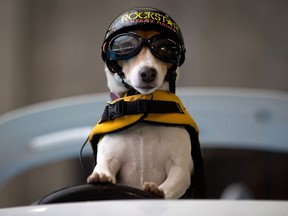 Duma, a seven-year-old Jack Russell terrier who also wakeboards. wears a helmet, goggles and life jacket while standing on a small boat operated remotely by her owner Cliff Bode, of Chicago, Ill., while practicing for the Vancouver International Boat Show in Vancouver, B.C., on Wednesday February 6, 2013. Duma is performing three times a day at the show which runs from Feb. 7-11. THE CANADIAN PRESS/Darryl Dyck