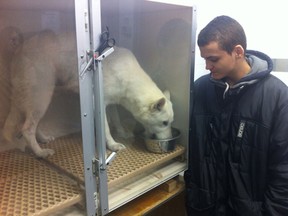 Tyler Humick looks at the German shepherd named Saphir who was rescued from the Detroit River by firefighters. (Twitpic by Jason Kryk/The Windsor Star)