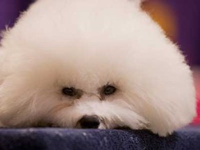 A Bichon Frise rests before competing in the The Westminster Kennel Club Dog Show Monday, Feb. 11, 2013, at Madison Square Garden in New York.(AP Photo/Frank Franklin II)