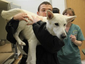 Saphir the dog is treated at the Lauzon Veterinary Clinic after firefighters rescued the dog from the icy Detroit River. (Twitpic by Jason Kryk/The Windsor Star)