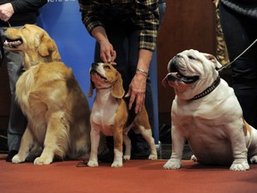 Major (L), a Golden Retriever; Max (C), a Beagle and Munch (R), a Bulldog at an American Kennel Club press conference January 30, 2013 in New York where the most popular dogs in the US were announced. The top five are Labrador Retriever, German Shepherd, Golden Retriever, Beagle and Bulldog according to AKC registration statistics. AFP PHOTO/Stan HONDASTAN HONDA/AFP/Getty Images