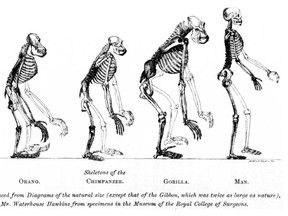 In this file photo, a page from Thomas Huxley's Evidence as to Man's Place in Nature (1863) - showing the skeletons of humans and some of their closest primate relatives. A Canadian scientist has spearheaded a study that could rewrite the story of human evolution, tracing the emergence of one of our defining traits -- the ability to walk on two feet -- to a tree-climbing primate ancestor rather than a ground-dwelling knuckle-walker. (Handout)