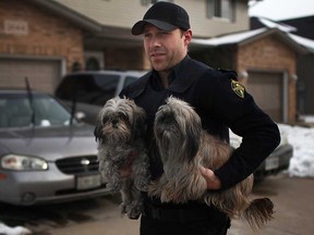 Kyle Kaufman from the Windsor Essex County Humane Society, removes two dogs from a house at 2648 Carissa Ave., Sunday, February 10, 2013.  The two dogs belong to tenants of the house who have not returned to pick them up after their home was damaged in a fire Saturday evening.  (DAX MELMER/The Windsor Star)