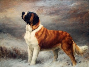 This undated publicity image provided courtesy of American Kennel Club shows a St. Bernard. In the 1890s, the St. Bernard was accepted by the American Kennel Club and became No. 1. To this day, the dog is the only giant breed to reach the top spot and the only No. 1 never to appear in the top-10 again. (AP Photo/Courtesy American Kennel Club)