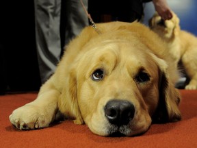 Major, a Golden Retriever, at an American Kennel Club press conference January 30, 2013 in New York where the most popular dogs in the US were announced. The top five are Labrador Retriever, German Shepherd, Golden Retriever, Beagle and Bulldog according to AKC registration statistics. AFP PHOTO/Stan HONDA