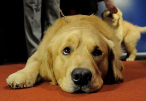 Major, a Golden Retriever, at an American Kennel Club press conference January 30, 2013 in New York where the most popular dogs in the US were announced. The top five are Labrador Retriever, German Shepherd, Golden Retriever, Beagle and Bulldog according to AKC registration statistics. AFP PHOTO/Stan HONDA