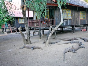 In this Tuesday, April 28, 2009 file photo, komodo dragons bask near a ranger hut on Rinca island, Indonesia. A park official said two people have been hospitalized after being attacked by a giant komodo dragon on the island in eastern Indonesia. (AP Photo/Dita Alangkara, File)