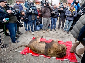 A sedated lion is surrounded by media at the estate of Ion Balint, known to Romanians as Nutzu the Pawnbroker, a notorious gangster, in Bucharest, Romania, Wednesday, Feb. 27, 2013. Authorities along with specialists of the animal welfare charity Vier Pfoten removed four lions and two bears that were illegally kept on the estate of one of Romania’s most notorious underworld figures who reportedly used them to threaten his victims. Balint was arrested on Feb. 22, with dozens of others on charges of attempted murder, depriving people of their freedom, blackmail and illegally holding arms.(AP Photo/Vadim Ghirda)