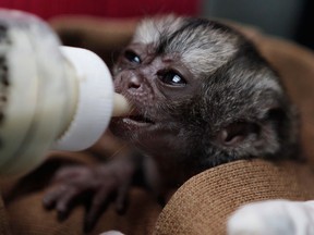 A 15-day-old night monkey is feed by a veterinarian at a temporary shelter west of Bogota, Colombia, Monday, Feb. 18, 2013. Sponsored by Bogota's Ministry of Environment, the shelter receives between 3,000 and 3,500 wild animals a year; some seized from poachers and others found hurt. An estimated $560,000 U.S. dollars are spent in the recovery and care of these animals. Seventy percent of rescued animals are reintroduced to their habitat and the remaining 30% are sent to zoos around the country. (AP Photo/Fernando Vergara)