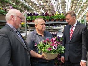 In this 2012 file photo, Cole Cacciavillani shows visitors a pot of pansies ready to be shipped to a store in Brantford. Cacciavillani, whose family owns CF Greehouses in Leamington gave a tour of his 15-acre operation to Maxime Bernier, Minister of State for Small Business and Tourism, centre, MP Dave Van Kesteren, right, and Leamington Mayor John Paterson. (Sarah Sacheli/The Windsor Star)