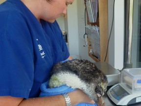 Wellington Zoo vet Lisa Argilla treats the sick royal penguin dubbed Happy Feet junior on February 21, 2013. The penguin dubbed Happy Feet junior was found stranded 2,000 kilometres (1,250 miles) from home in New Zealand, reviving memories of another wayward penguin that washed up in 2011. The latest wandering stray was discovered close to death on the coast south of Wellington over the weekend and taken to the capital's zoo suffering from malnutrition and kidney failure. AFP PHOTO / NEIL SANDS