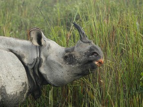 A one-horned rhinoceros is seen in this file photo. (AP Photo/Anupam Nath)