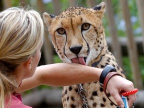 In this Nov. 29, 2012 photo, Keeper Shannon Smith gets a lick from Shiley, a 3-and-half-year-old male cheetah, during a animal ambassador walk through at Safari Park, in Escondido, Calif. Cheetahs might be the fastest mammals in the world, but they are also the world's biggest scaredy-cats. The tightly wound, timid, flight-minded, anti-social creatures don't breed easily and are in danger of going extinct in the wild and in captivity. (AP Photo/Lenny Ignelzi)