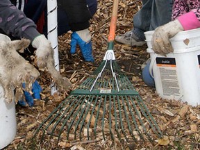 File photo of tree planting. (Windsor Star files)