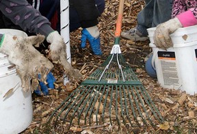 File photo of tree planting. (Windsor Star files)