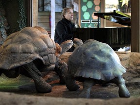 French pianist Richard Clayderman plays the piano to Galapagos tortoises Dirk, aged 70, and Polly, in an attempt to put the reptiles in the mood to mate, at London zoo, Thursday Feb. 7, 2013. (AP Photo/PA, Lewis Whyld)