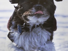 Charlie the pooch enjoys a romp in the snow while out for a walk with his owner Wednesday, Feb. 6, 2013, at the Alexander Park in Windsor, Ont. (DAN JANISSE/The Windsor Star)