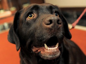 File photo of a Labrador retriever. (Windsor Star files)