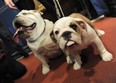Munch (L) and puppy Dominique, Bulldogs, at an American Kennel Club press conference January 30, 2013 in New York where the most popular dogs in the US were announced. The top five are Labrador Retriever, German Shepherd, Golden Retriever, Beagle and Bulldog according to AKC registration statistics. AFP PHOTO/Stan HONDASTAN HONDA/AFP/Getty Images