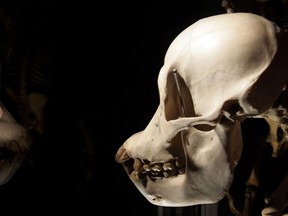 A museum assistant looks at a skeleton at the "Darwin" exhibition at the Natural History Museum in London, November 13, 2008. (Getty Images files)