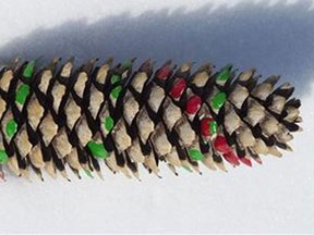 This undated photo shows a spruce cone with a marked fibonacci number sequence. A numbers sequence thought up by the 13th century Italian mathematician known as Fibonacci plays out in plants, from pine cones to pineapples. (AP Photo/Lee Reich)