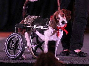 A special needs dog is shown Friday, Feb. 15, 2013, at the Fashion Unleashed/Unconditional Love Ball at the Caboto Club in Windsor, Ont. The event was a fundraiser for the Windsor/Essex County Humane Society.  (DAN JANISSE/The Windsor Star)