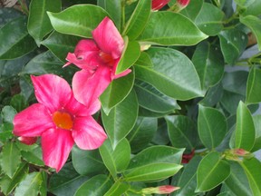 Mandevilla do well in the sunniest part of your home.