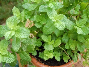 Mint comes in a variety of types including peppermint, spearmint, rose flavoured and chocolate.
