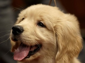In this file photo, a golden retriever puppy named Gibbs attends a news conference at the American Kennel Club in New York, Wednesday, Jan. 30, 2013. The club announced their list of the most popular dog breeds in 2012 where the golden retriever remains one of the top five most popular dogs. (AP Photo/Seth Wenig)