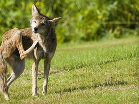 A Coyote stops for a scratch in the morning sun in this 2011 file photo.  (Ward Perrin / PNG)