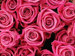 If you're thinking pink roses, or any roses, for her for Valentine's Day, get ready to enter the danger zone. (Dan Kitwood / Getty Images)