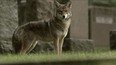 Director Susan Fleming warns that coywolves are brazen and not afraid of urban areas. She has made a documentary called Meet Coywolf. (Courtesy of Susan Fleming)