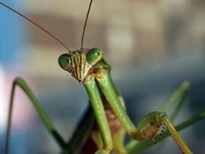 A carnivorous praying mantis uses its large eyes to locate other insects for a quick meal and to watch for predators. It can also make for a facinating pet. (Windsor Star files)