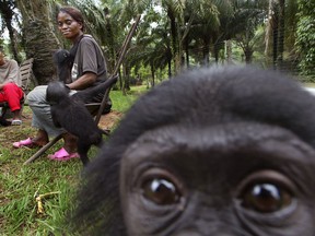 In this Saturday, April. 30, 2005 file photo, an infant Bonobo looks on while the substitute mothers Marthe Mianda, left, and Michelline Mzozi, right, spend time with baby Bonobos at the Lola Ya Bonobo Sanctuary around fifty kilometers outside of Kinshasa, Democratic Republic of Congo. Endangered chimpanzees, orangutans, gorillas and bonobos are disappearing from the wild in frightening numbers, as private owners pay top dollar for exotic pets, while disreputable zoos, amusement parks and traveling circuses clamor for smuggled primates to entertain audiences. (AP Photo/Schalk van Zuydam)