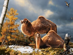 This undated artist's interpretation provided by the Nature website shows the High Arctic camel on Ellesmere Island during the Pliocene warm period, about three-and-a-half million years ago. The camels lived in a boreal-type forest. The habitat includes larch trees and the depiction is based on records of plant fossils found at nearby fossil deposits. AFP PHOTO/Nature/ Julius Csotonyi